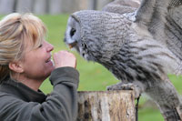 Greifvogelvorführung im Vogelpark Marlow - Bild vergrößern ...